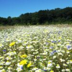 Gunton Woodland Burial Park