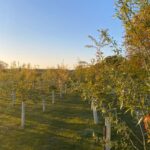 Gunton Woodland Burial Park