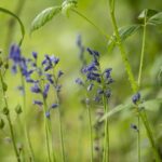 Ibworth Woodlands Natural Burial Ground