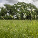 Ibworth Woodlands Natural Burial Ground