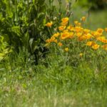 Ibworth Woodlands Natural Burial Ground