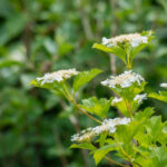 Ibworth Woodlands Natural Burial Ground