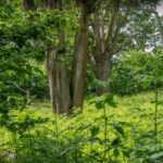 Ibworth Woodlands Natural Burial Ground