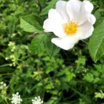 Aylesbury Vale Natural Burial Ground