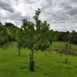 Bath Natural Burial Meadow