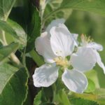 Bath Natural Burial Meadow