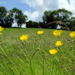Bath Natural Burial Meadow