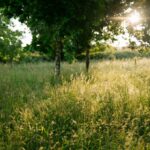 Tithe Green Natural Burial Ground