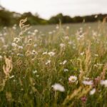 Tithe Green Natural Burial Ground