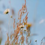Tithe Green Natural Burial Ground
